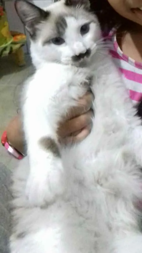 Gato ra a Sem raça idade 7 a 11 meses nome Lino