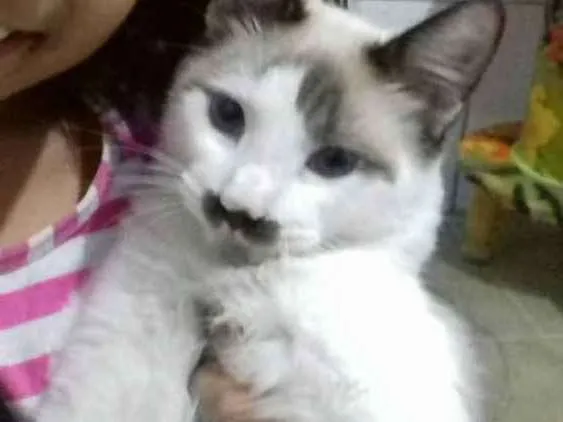 Gato ra a Sem raça idade 7 a 11 meses nome Lino