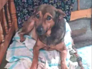 Cachorro raça SRD idade 6 ou mais anos nome Lillo