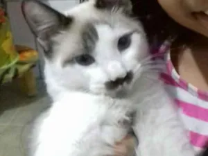 Gato raça Sem raça idade 7 a 11 meses nome Lino