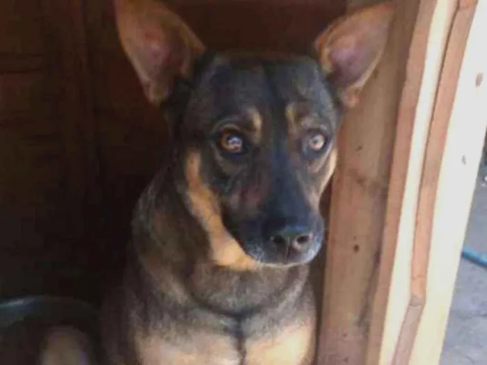 Cachorro ra a SRD idade 5 anos nome Duque