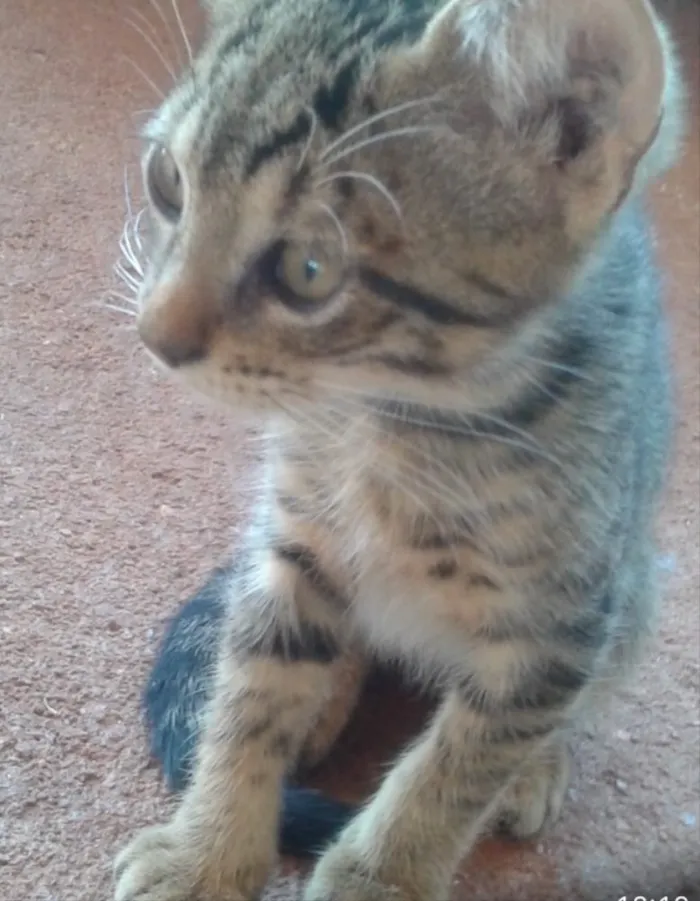 Gato ra a SRD  idade 2 a 6 meses nome Isis 