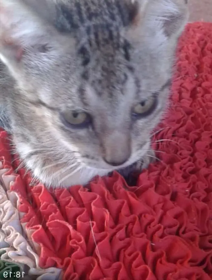 Gato ra a SRD  idade 2 a 6 meses nome Isis 