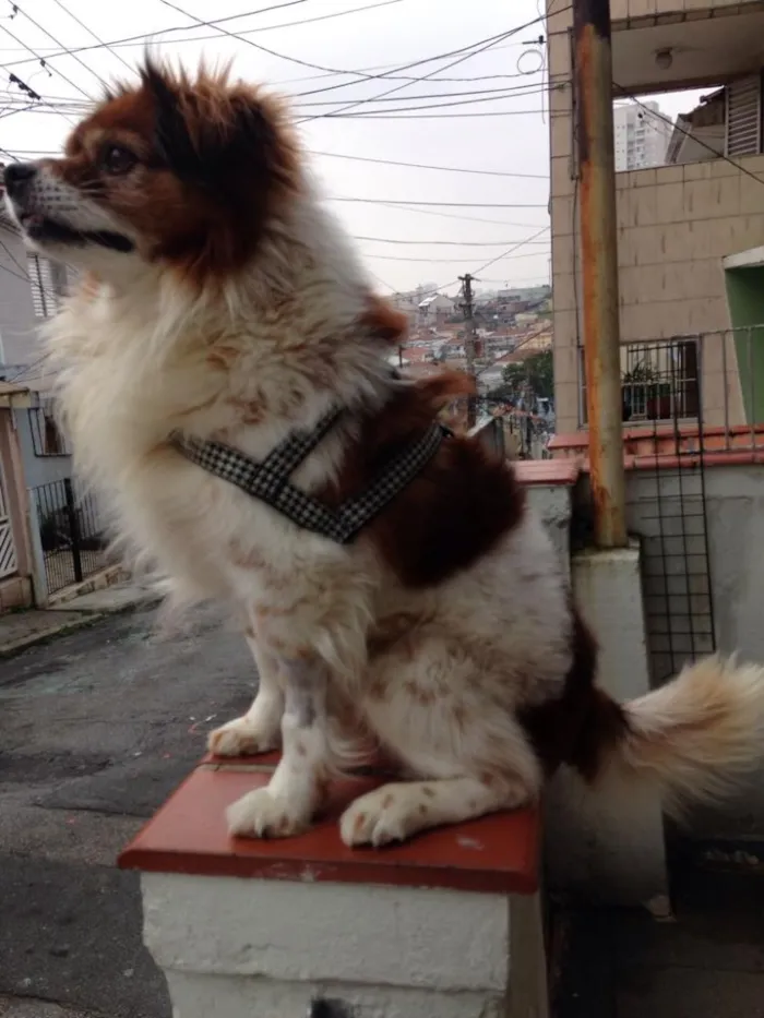 Cachorro ra a Srd idade 4 anos nome Valente