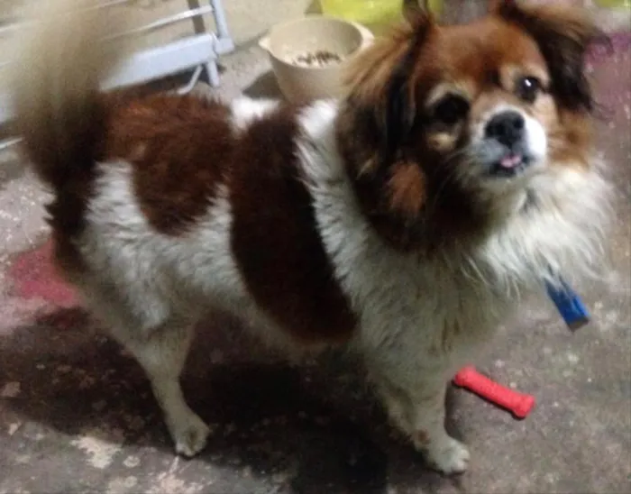 Cachorro ra a Srd idade 4 anos nome Valente