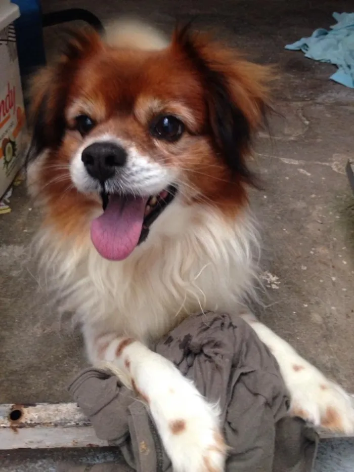 Cachorro ra a Srd idade 4 anos nome Valente