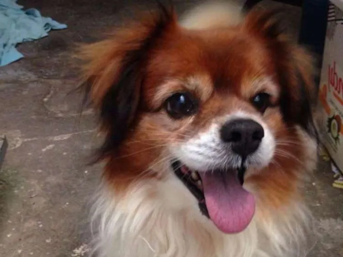 Cachorro ra a Srd idade 4 anos nome Valente