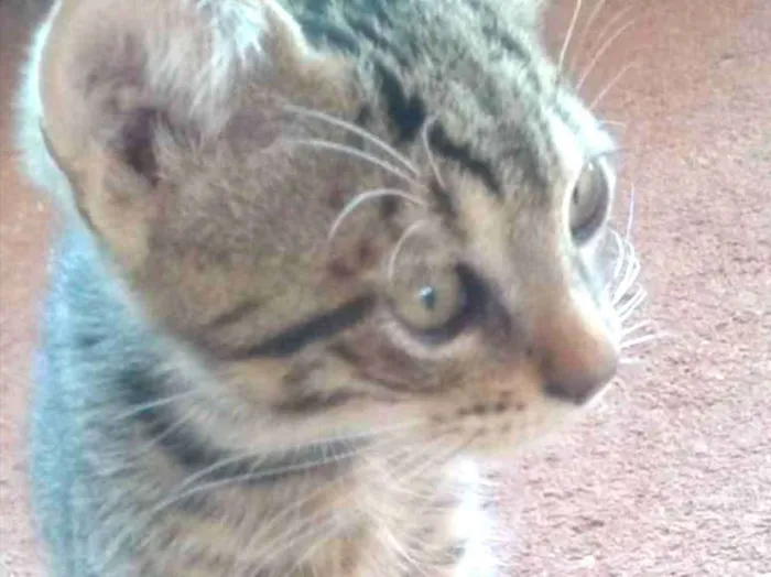 Gato ra a SRD  idade 2 a 6 meses nome Isis 
