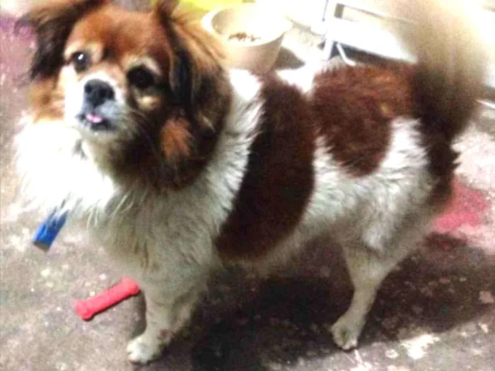 Cachorro ra a Srd idade 4 anos nome Valente