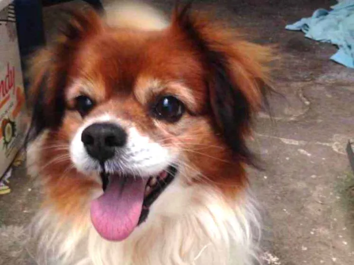 Cachorro ra a Srd idade 4 anos nome Valente