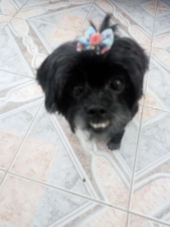 Cachorro raça Lhasa Apso idade 6 ou mais anos nome Fofa