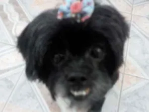 Cachorro raça Lhasa Apso idade 6 ou mais anos nome Fofa