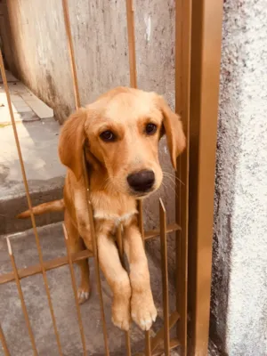 Cachorro raça Mistura de labrador com pastor idade 2 a 6 meses nome Theo
