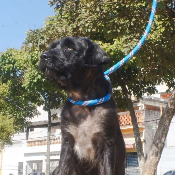 Cachorro ra a SRD idade 2 anos nome Bob