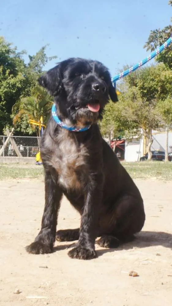 Cachorro ra a SRD idade 2 anos nome Bob