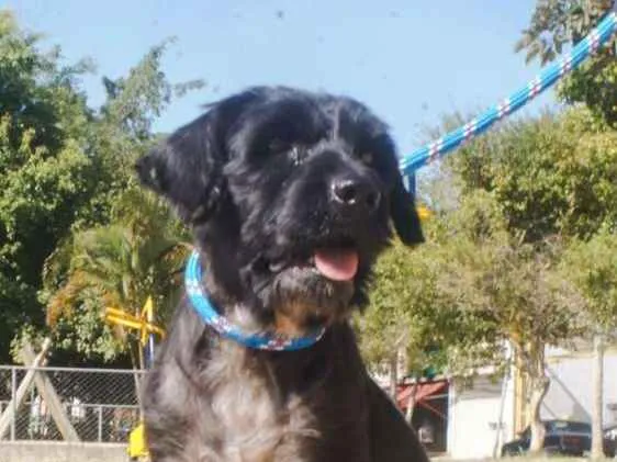 Cachorro ra a SRD idade 2 anos nome Bob