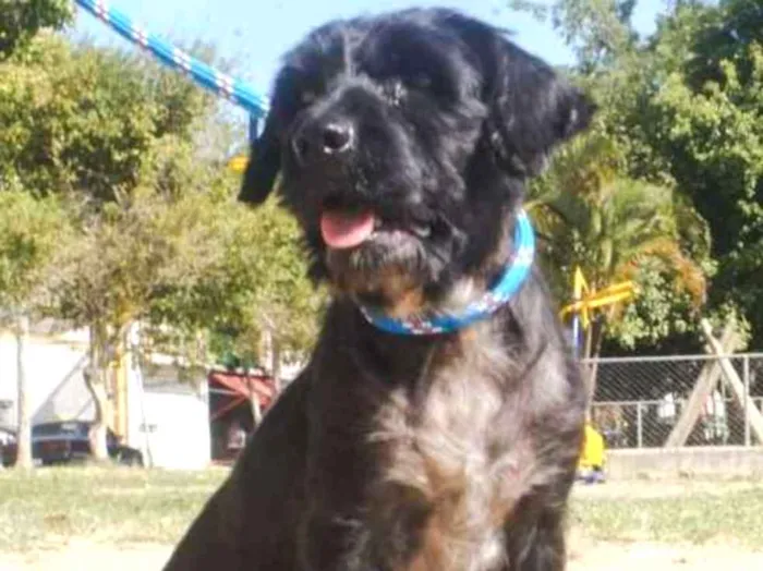 Cachorro ra a SRD idade 2 anos nome Bob