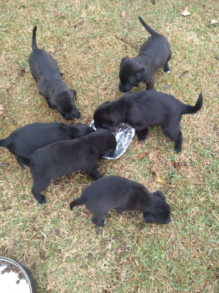 Cachorro raça Sem raça definida idade Abaixo de 2 meses nome Ainda não tem nome