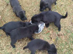 Cachorro raça Sem raça definida idade Abaixo de 2 meses nome Ainda não tem nome