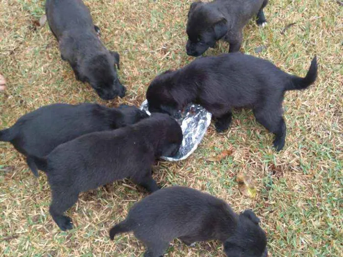 Cachorro raça Sem raça definida idade Abaixo de 2 meses nome Ainda não tem nome