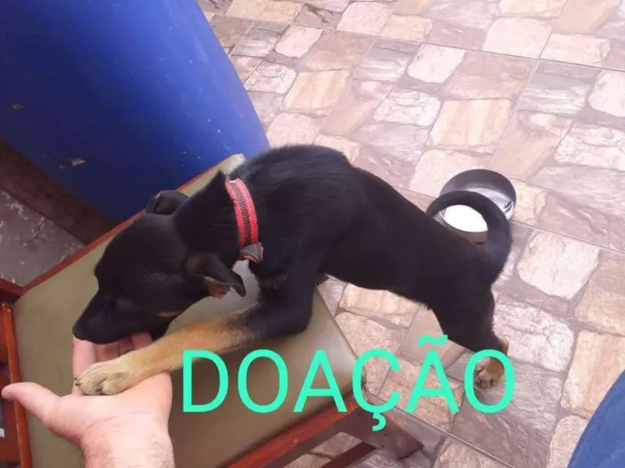 Cachorro ra a Vira lata idade 2 a 6 meses nome Bobby 