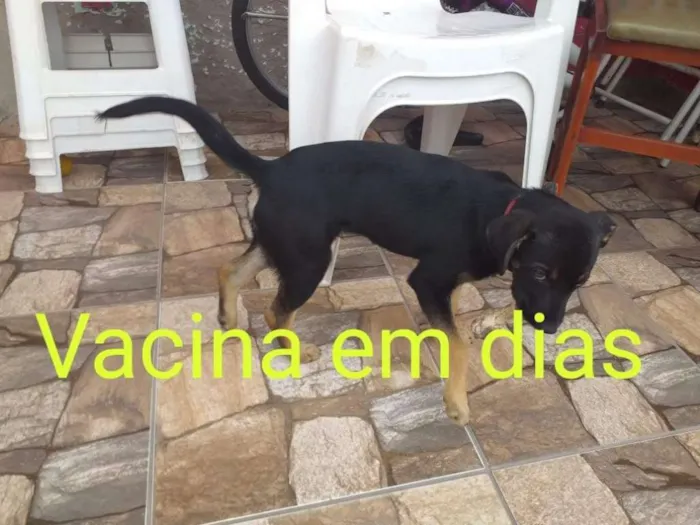 Cachorro ra a Vira lata idade 2 a 6 meses nome Bobby 