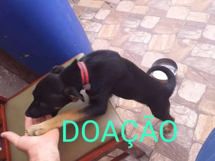 Cachorro ra a Vira lata idade 2 a 6 meses nome Bobby 