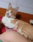 Amarelinho