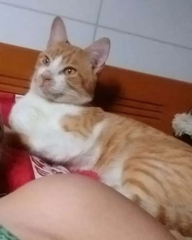 Gato ra a  idade 1 ano nome Amarelinho