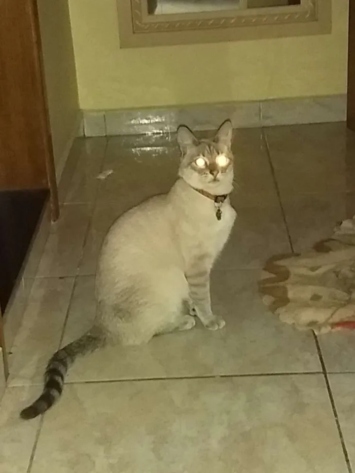 Gato ra a Mistura de cianes idade 7 a 11 meses nome Mel