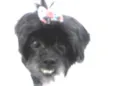 Fofa
