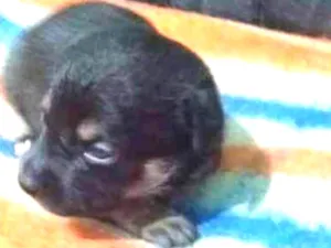 Cachorro raça vira- lata  idade Abaixo de 2 meses nome Lua 