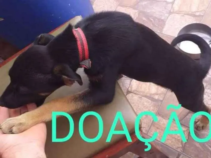 Cachorro ra a Vira lata idade 2 a 6 meses nome Bobby 