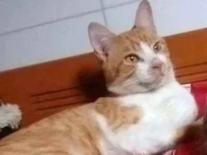 Gato raça  idade 1 ano nome Amarelinho