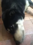 Laila