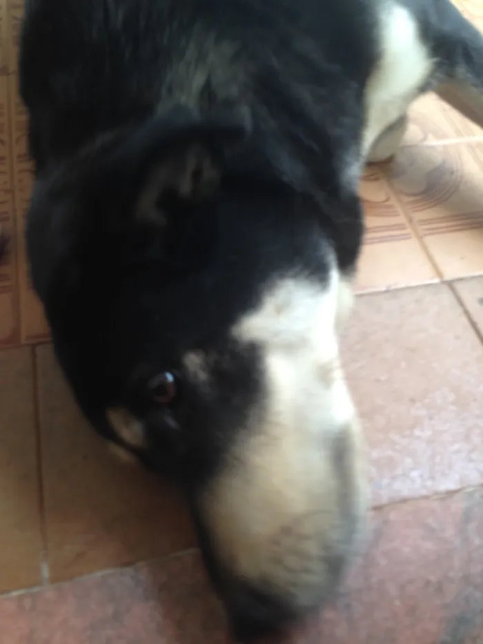 Cachorro ra a Lavradora idade  nome Laila