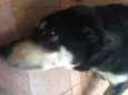 Laila