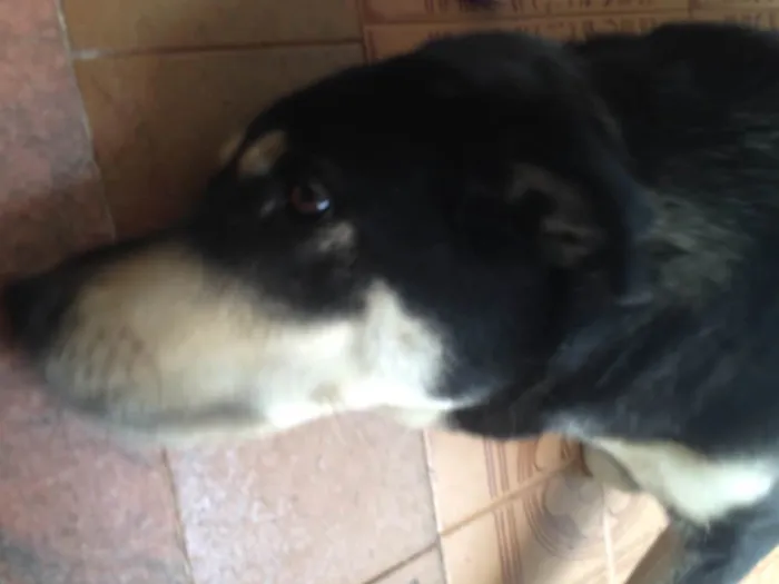 Cachorro ra a Lavradora idade  nome Laila