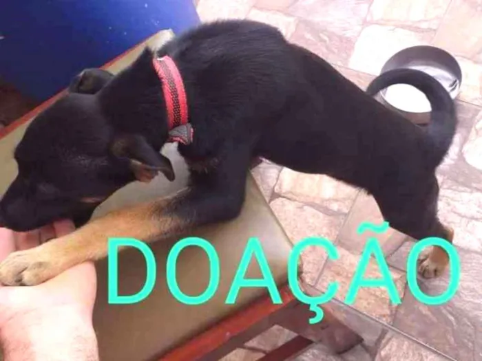Cachorro ra a Vira lata idade 2 a 6 meses nome Bobby 