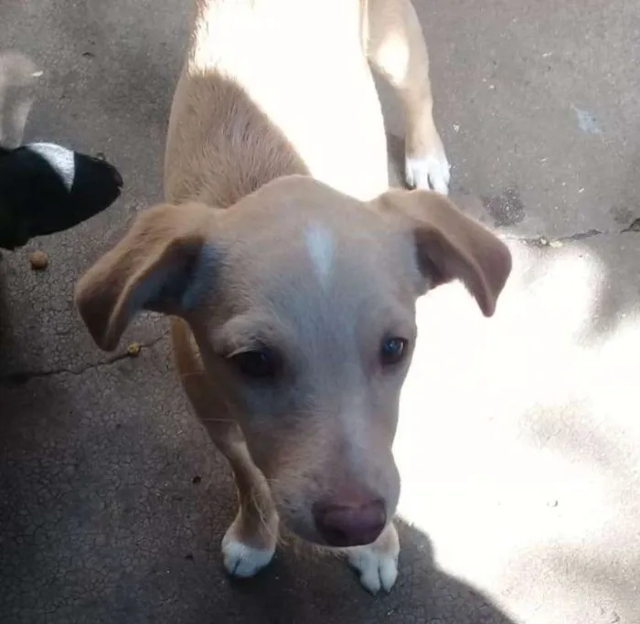 Cachorro ra a mix pinscher  idade 2 a 6 meses nome Leleco
