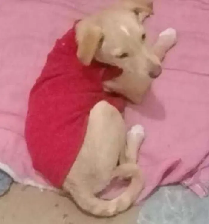 Cachorro ra a mix pinscher  idade 2 a 6 meses nome Leleco