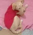 Leleco