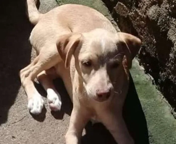 Cachorro ra a mix pinscher  idade 2 a 6 meses nome Leleco