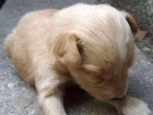 Cachorro raça SEM RAÇA idade Abaixo de 2 meses nome NÃO TEM NOME