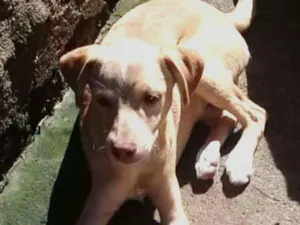 Cachorro raça mix pinscher  idade 2 a 6 meses nome Leleco