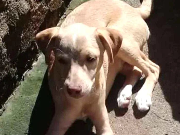 Cachorro ra a mix pinscher  idade 2 a 6 meses nome Leleco