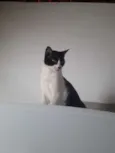 Lalinha