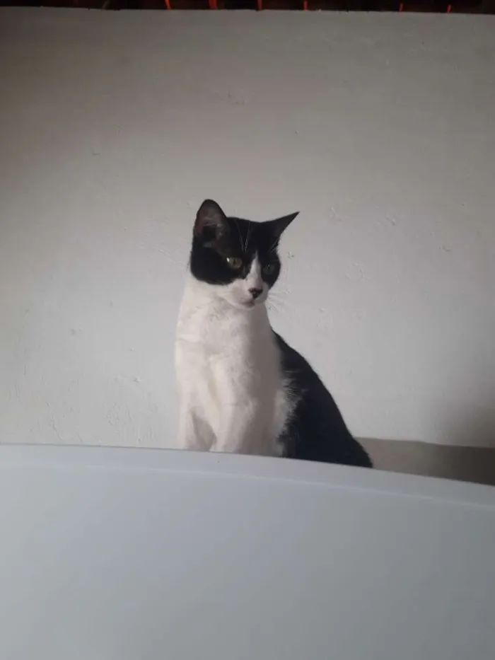 Gato raça Angolar idade 5 anos nome Lalinha