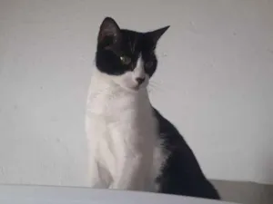 Gato raça Angolar idade 5 anos nome Lalinha