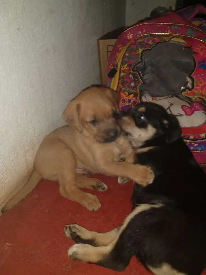 Cachorro ra a  idade 2 a 6 meses nome Pirulito l, nina